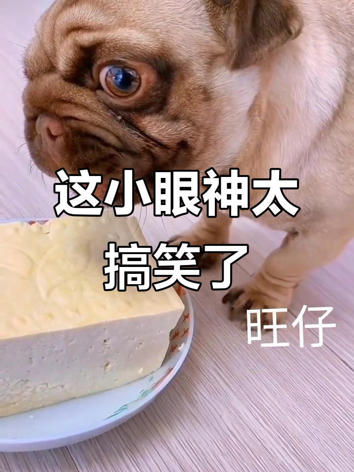 豆腐炖狗肉,竟然被吓哭了!
