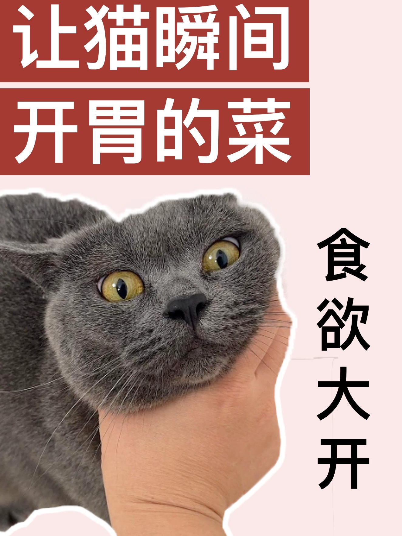 那些猫咪可以放心吃的诱食剂