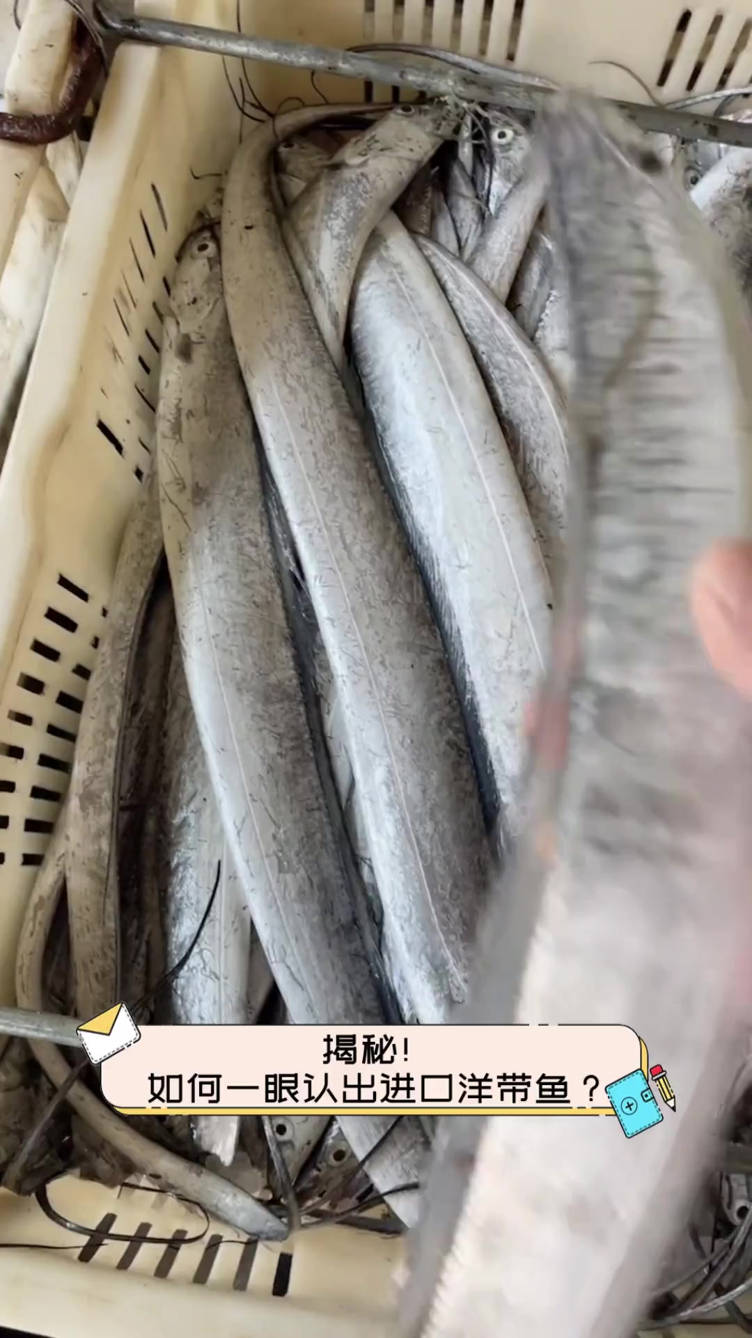 揭秘!如何一眼认出进口洋带鱼?