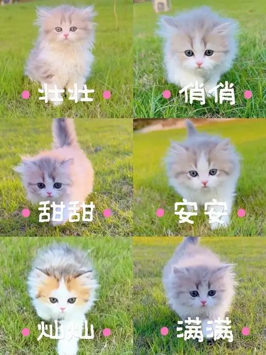 给点点的6个小猫起名字 #绿草地上的猫咪 #小奶猫的成长日记