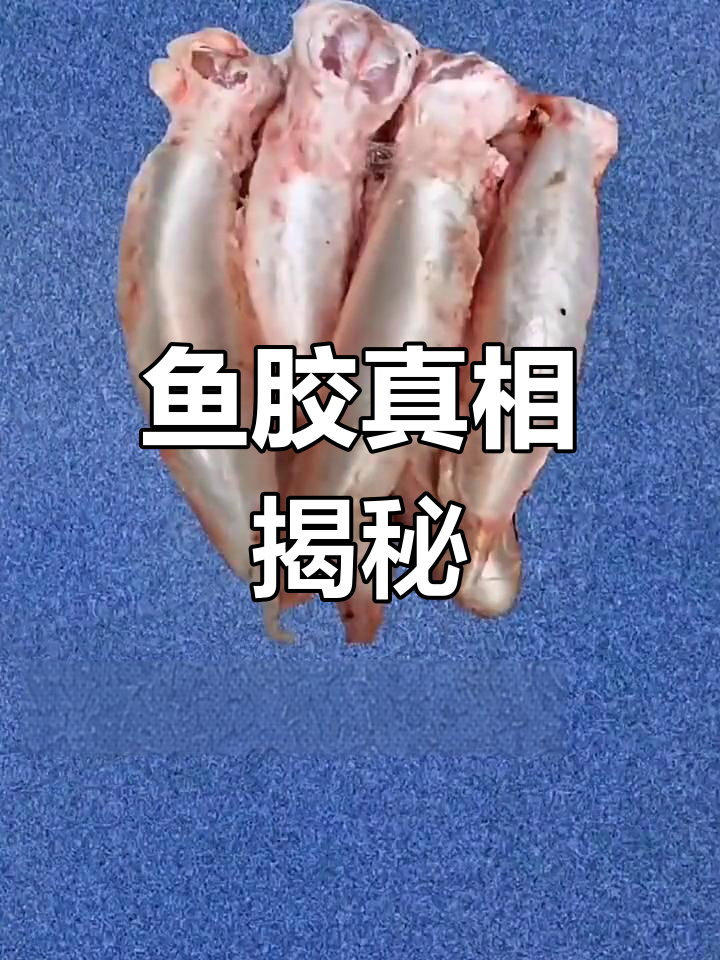 鱼胶其实是鱼的鳔,不是肚子里的东西