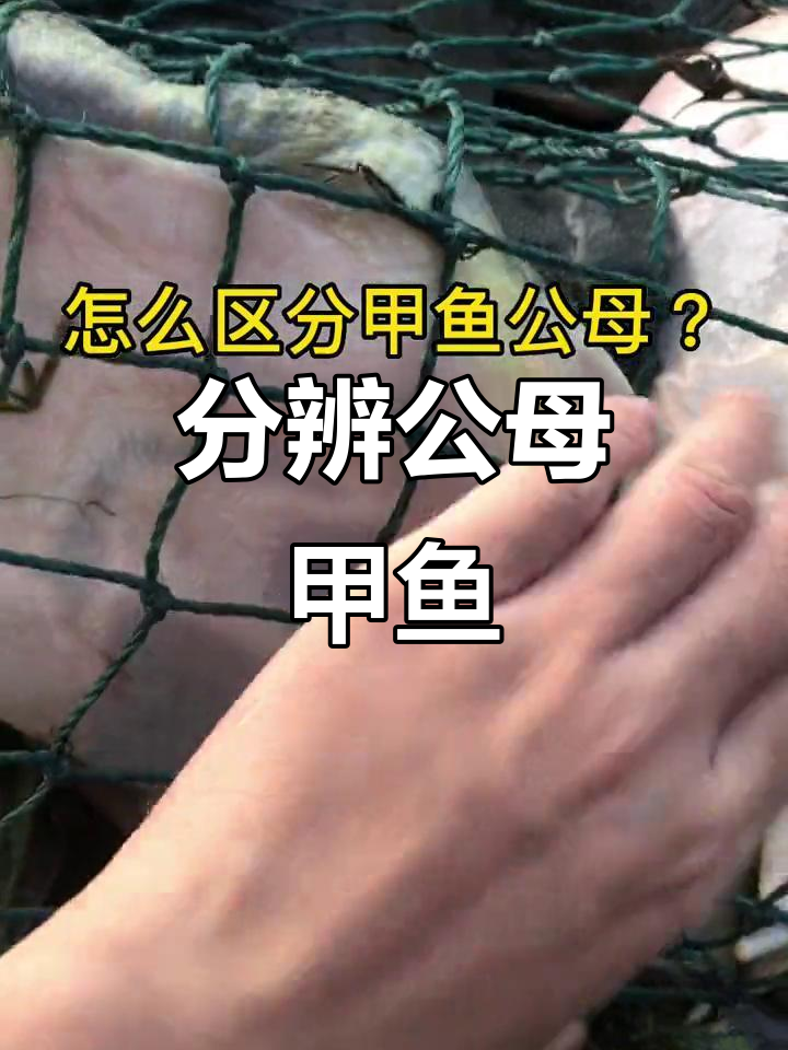 公母甲鱼怎么分?老甲鱼的火锅做法揭秘