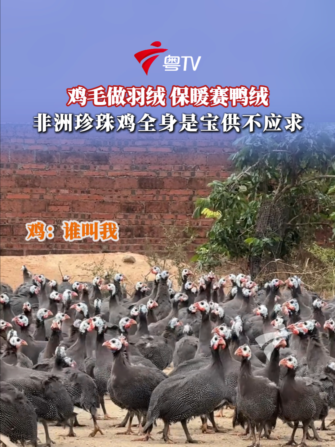 鸡毛做羽绒，保暖赛鸭绒！非洲珍珠鸡全身是宝供不应求