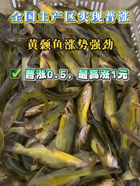 本周黄颡鱼市场延续向好行情，价格迎来进一步提升，行业景气度持续走高