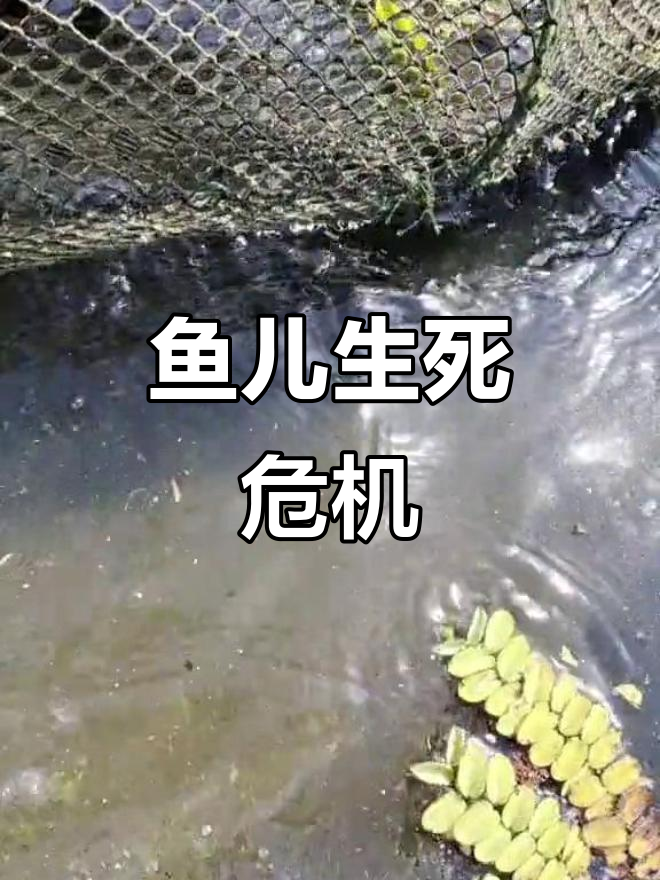 黑鱼网久未收,鲫鱼死亡,幸得瓶子救急,大黑鱼险些遭劫