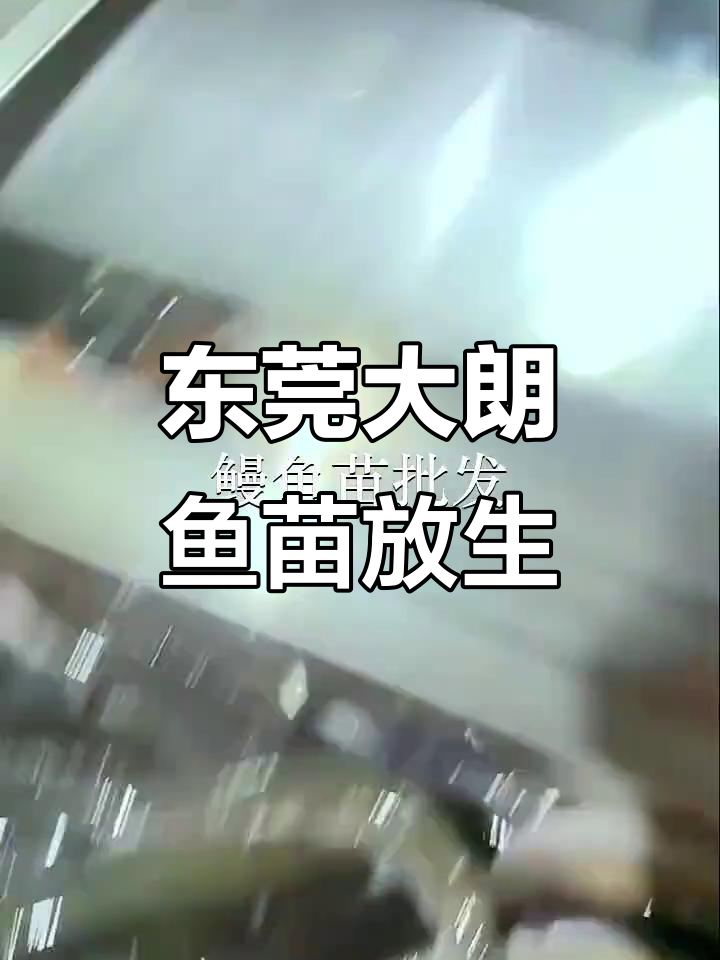 东莞大朗鱼苗场放生鳗鱼,广州派潭见证奇迹时刻