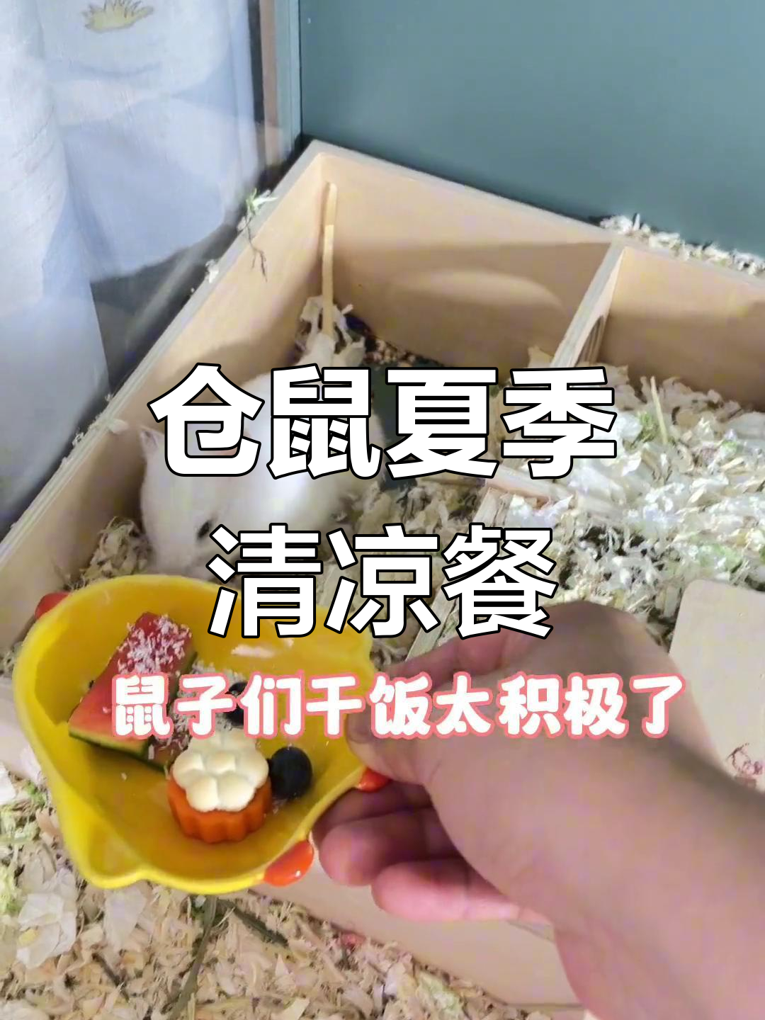 夏日仓鼠解暑餐,水果蔬菜大集合