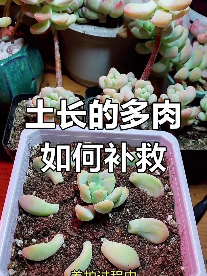 多肉徒长怎么办?两招让它重生,恢复美丽姿态