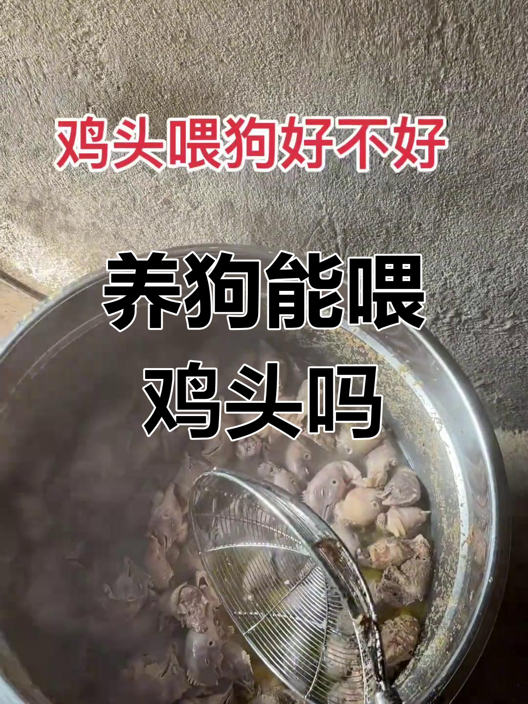 喂狗鸡头到底好不好?博美经验分享
