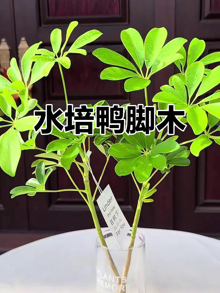 鸭脚木水培简单,放阳台一周换次水,办公室也能生机勃勃
