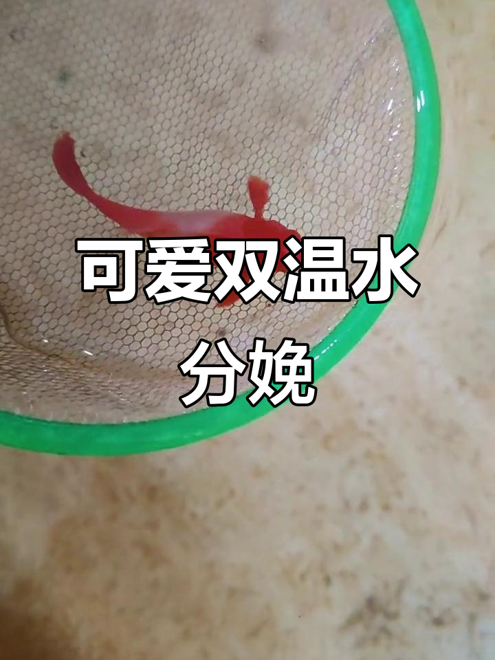双分水孕母,红翅膀鼓肚,超萌观赏鱼来袭