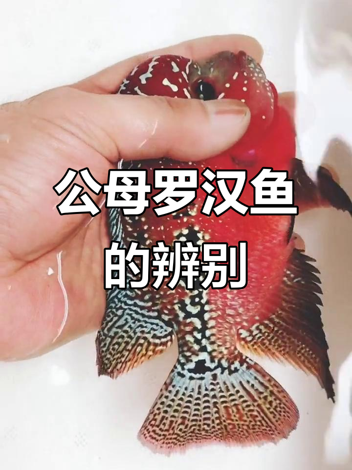 罗汉鱼公母分辨技巧,背鳍黑斑不代表性别