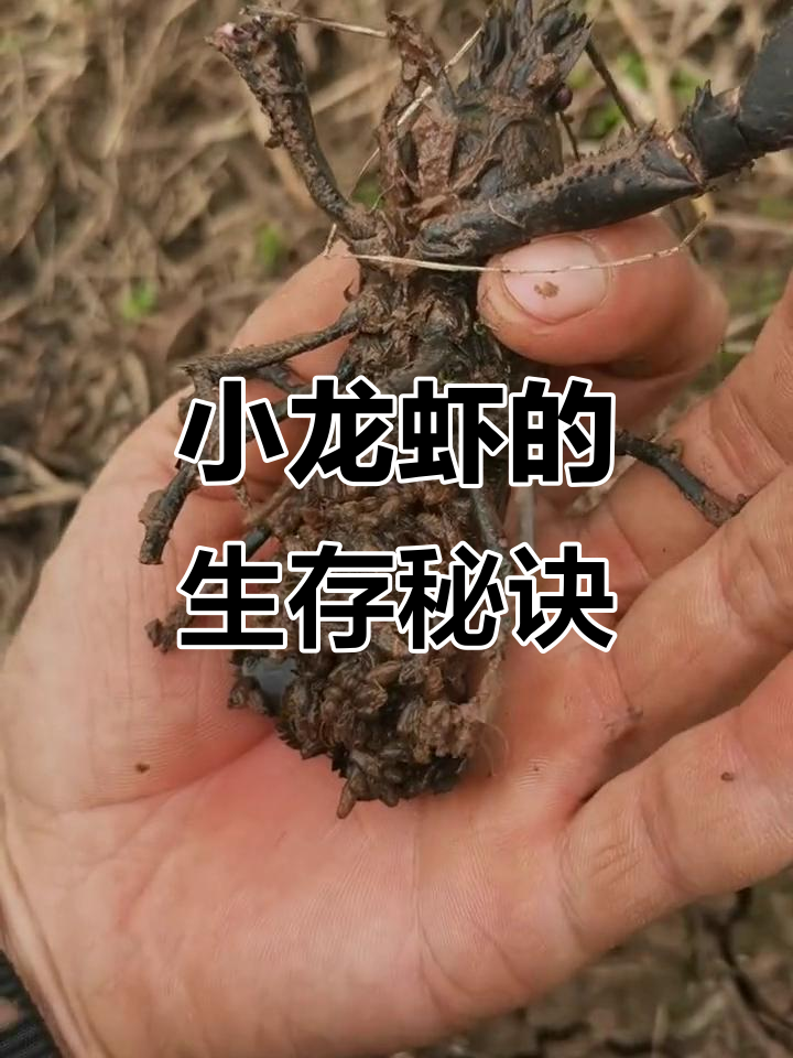 小龙虾在潮湿环境中发育,水中的溶氧不足需游动来补充