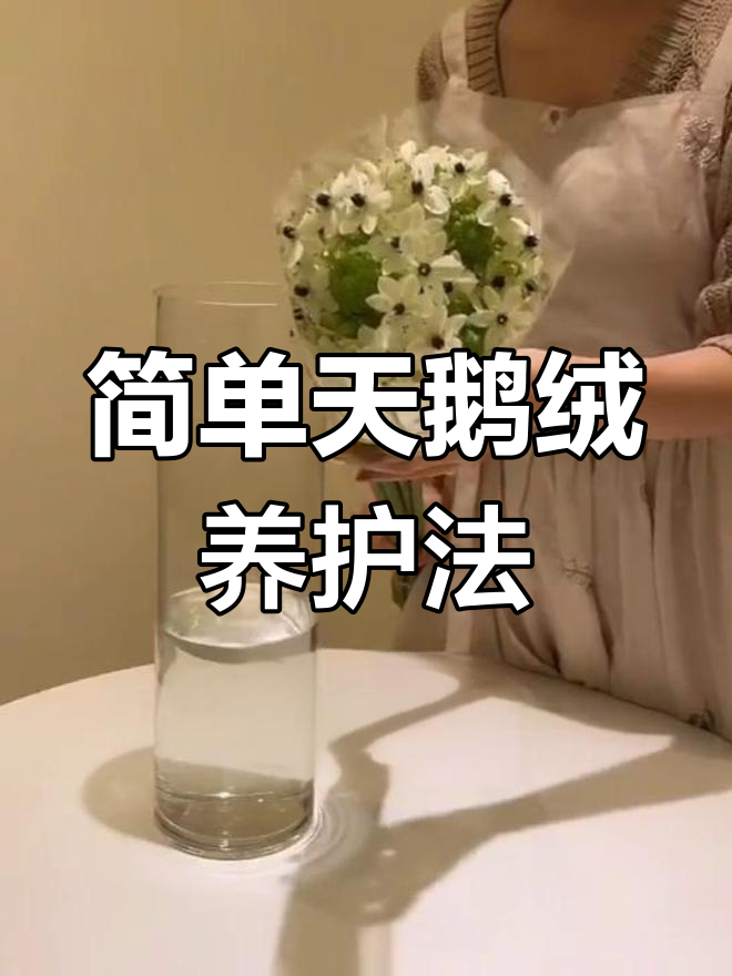 天鹅绒养护全攻略,轻松掌握花期延长技巧