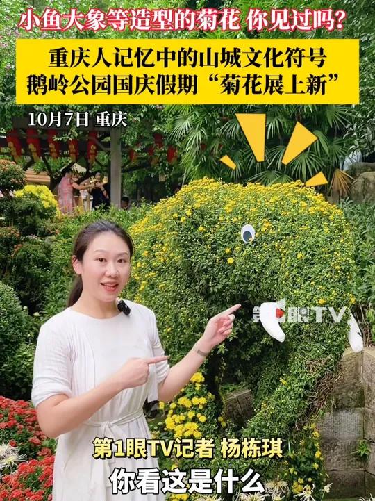 重庆人记忆中的山城文化符号——鹅岭公园,国庆假期“菊花展上新”,小鱼、大象等造型的菊花,你