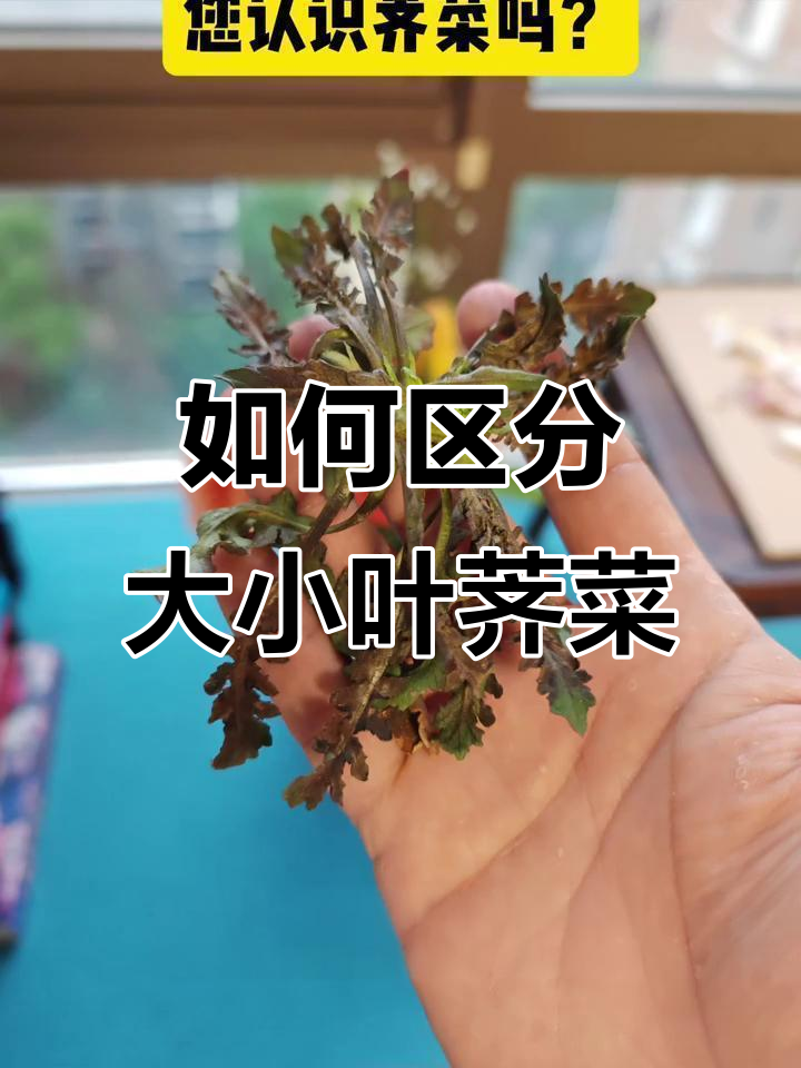 春天必吃荠菜,大叶小叶傻傻分不清?教你如何辨别