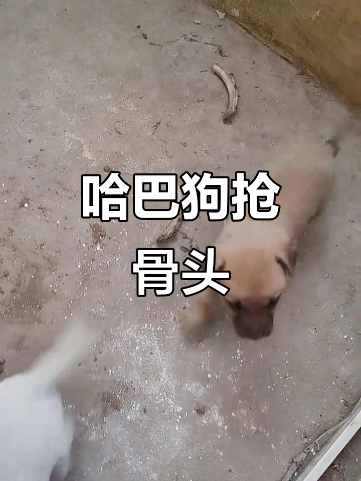 两只哈巴狗争抢肉骨头,可爱互动萌翻了