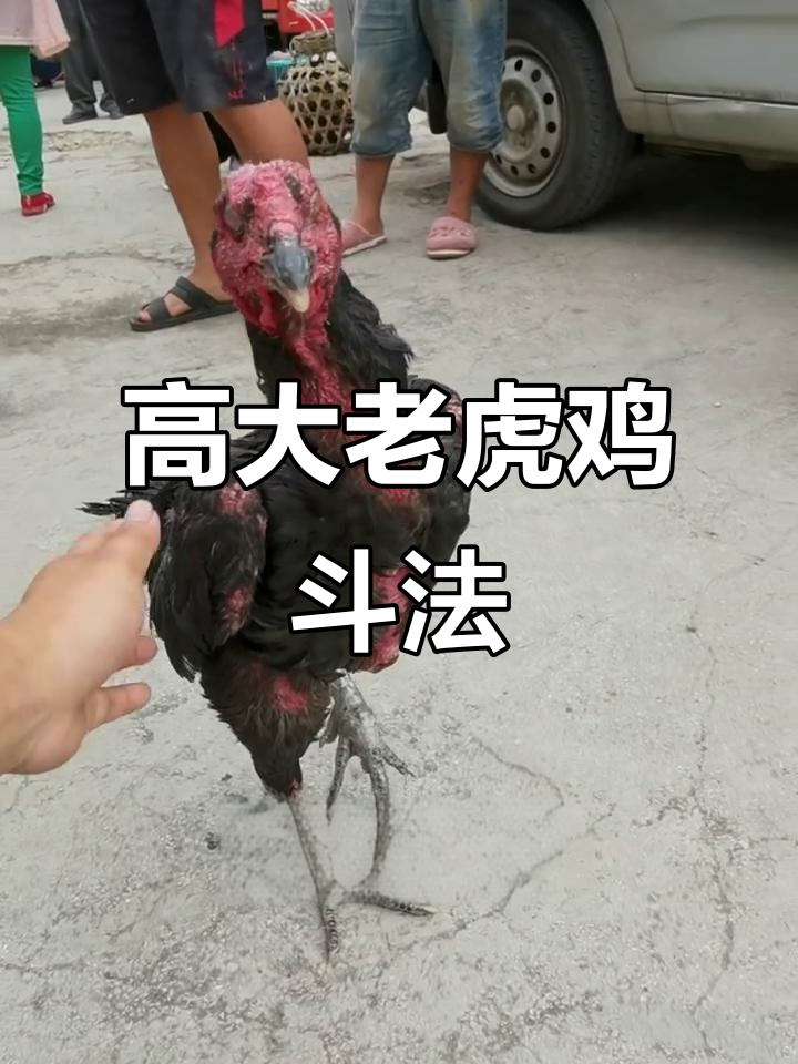 越南斗鸡场上的“老虎”公鸡,叫声震撼全场
