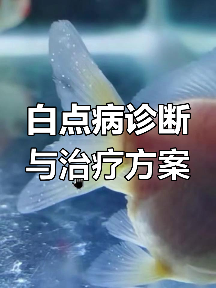 金鱼白点病误诊与治疗经验分享