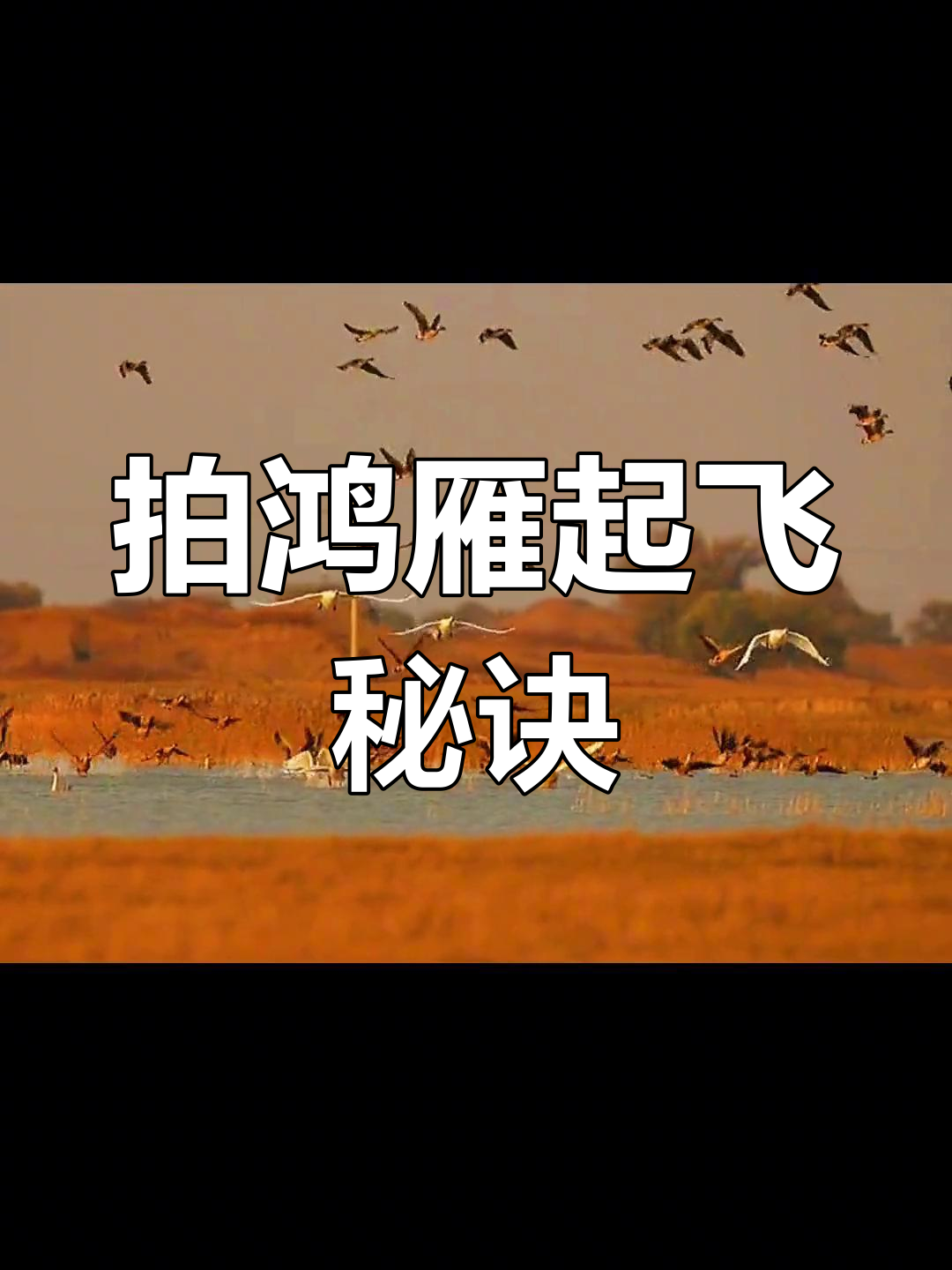 如何拍摄鸿雁天鹅迎面起飞的震撼画面?技巧与条件全揭秘