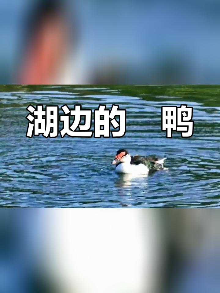 湖边藤鸭洗澡奇景
