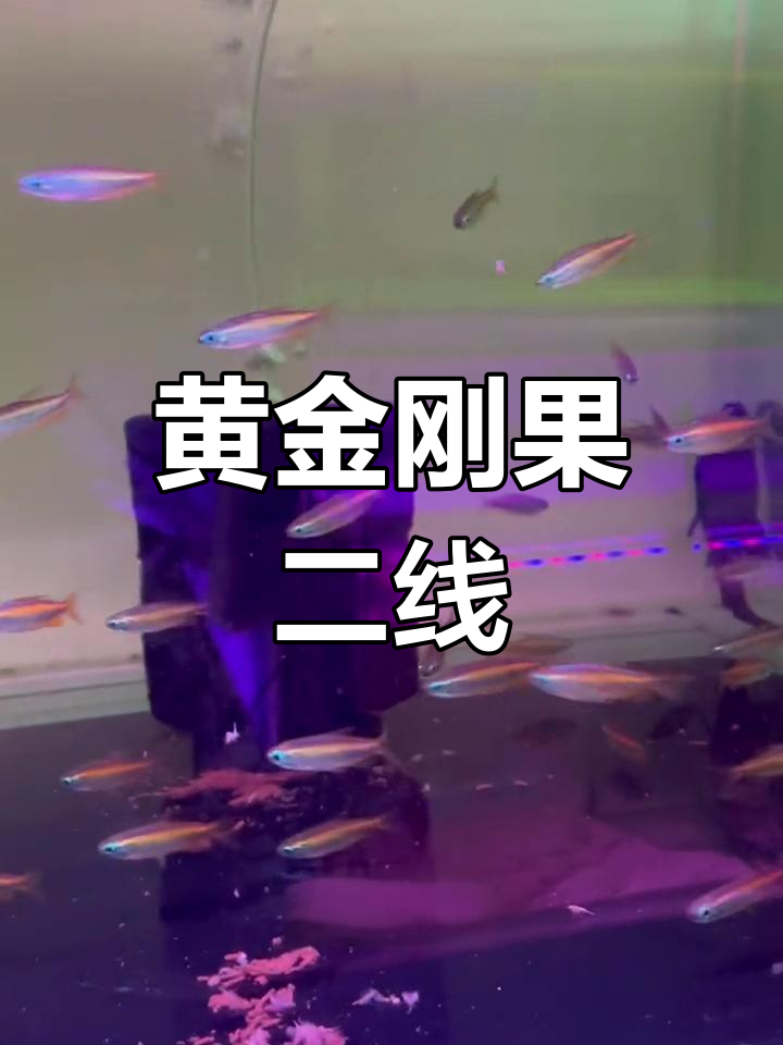 黄金刚果二线鱼,草缸里的美丽新宠