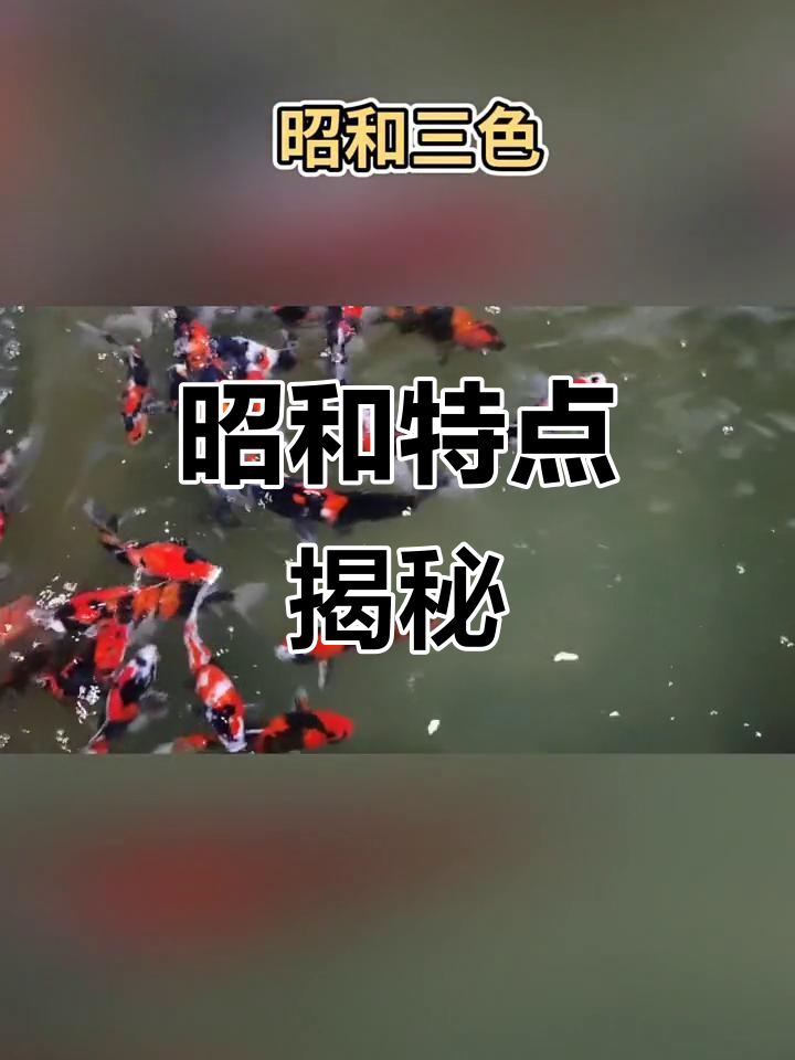 昭和三色鱼的特点解析：黑底红白花纹与飞斑胸鳍