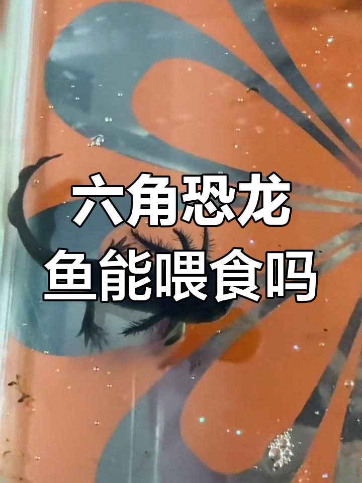 六角恐龙鱼饲养技巧大揭秘
