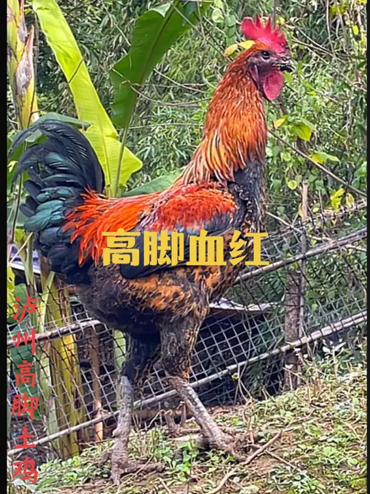 泸州高脚土鸡：地方老品种，保留最原始的味道！