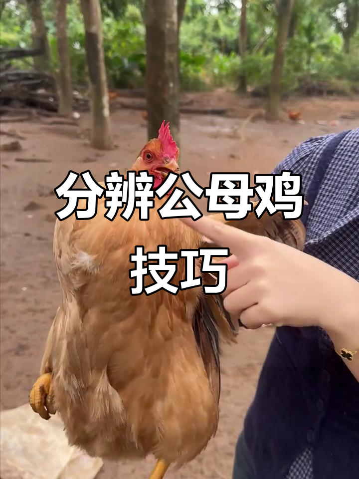 公鸡母鸡怎么分辨?教你一招轻松辨别