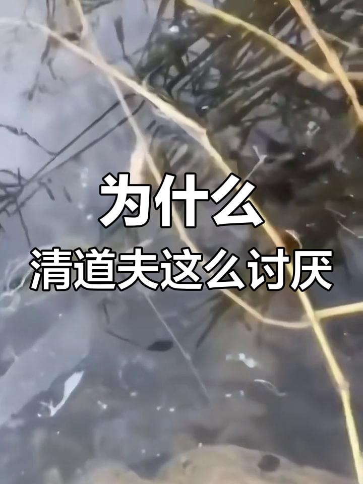 清道夫为何成灾?从观赏鱼到生态杀手