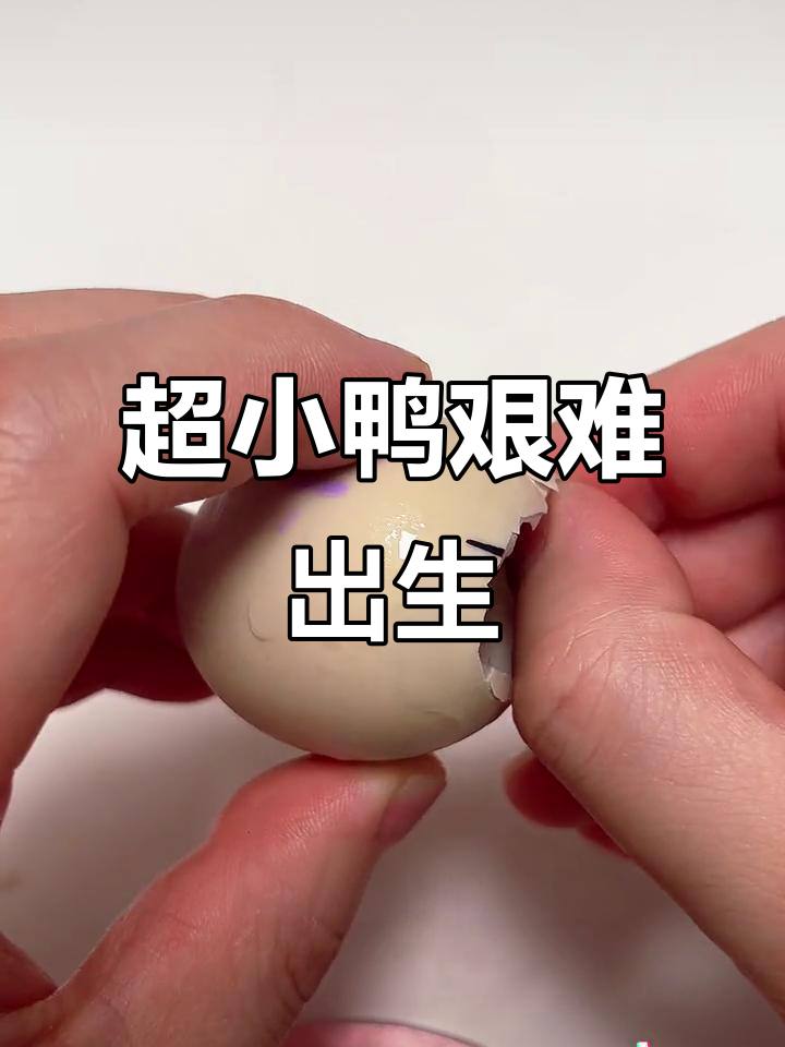 小鸭胎位不正,挣扎出壳过程惊心动魄
