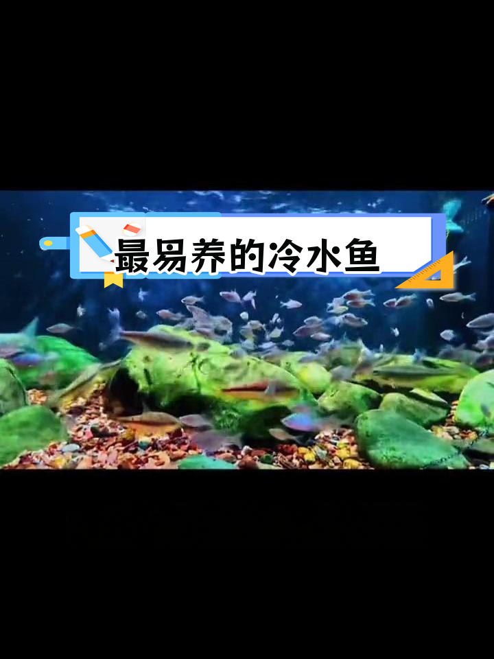十大容易饲养的冷水观赏鱼