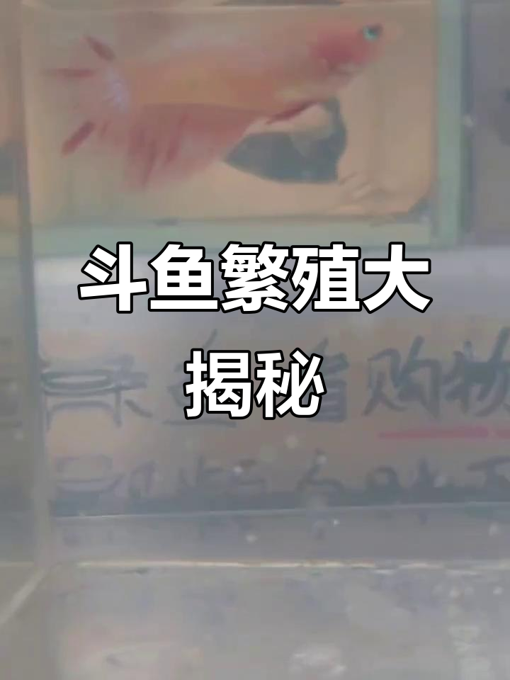 血斑斗鱼母子情深,抱卵排卵全过程