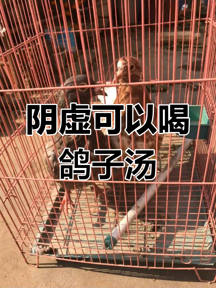 阴虚体质能喝鸽子汤吗