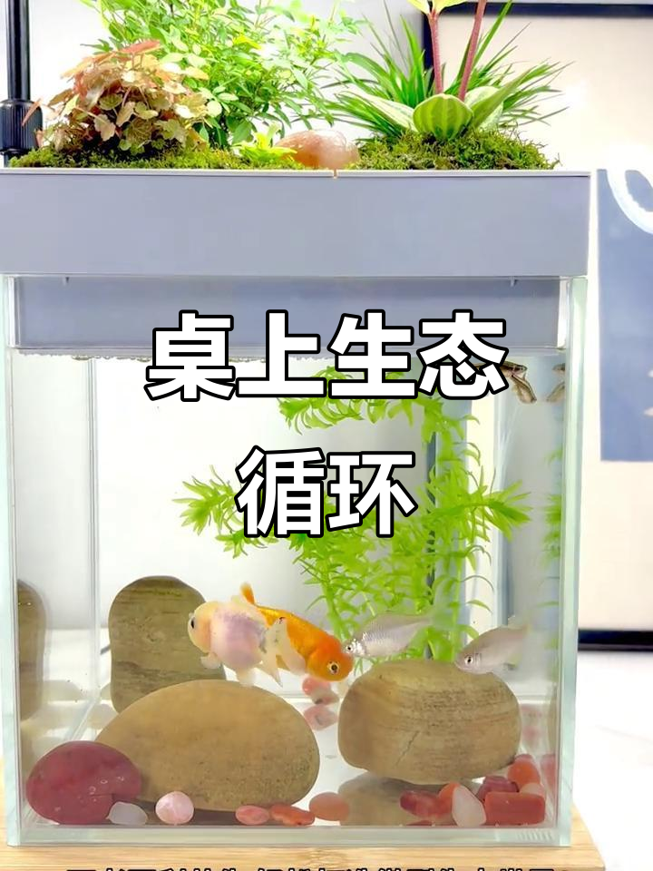 桌面小生态,鱼与花共舞,轻松养护,水质清新如初