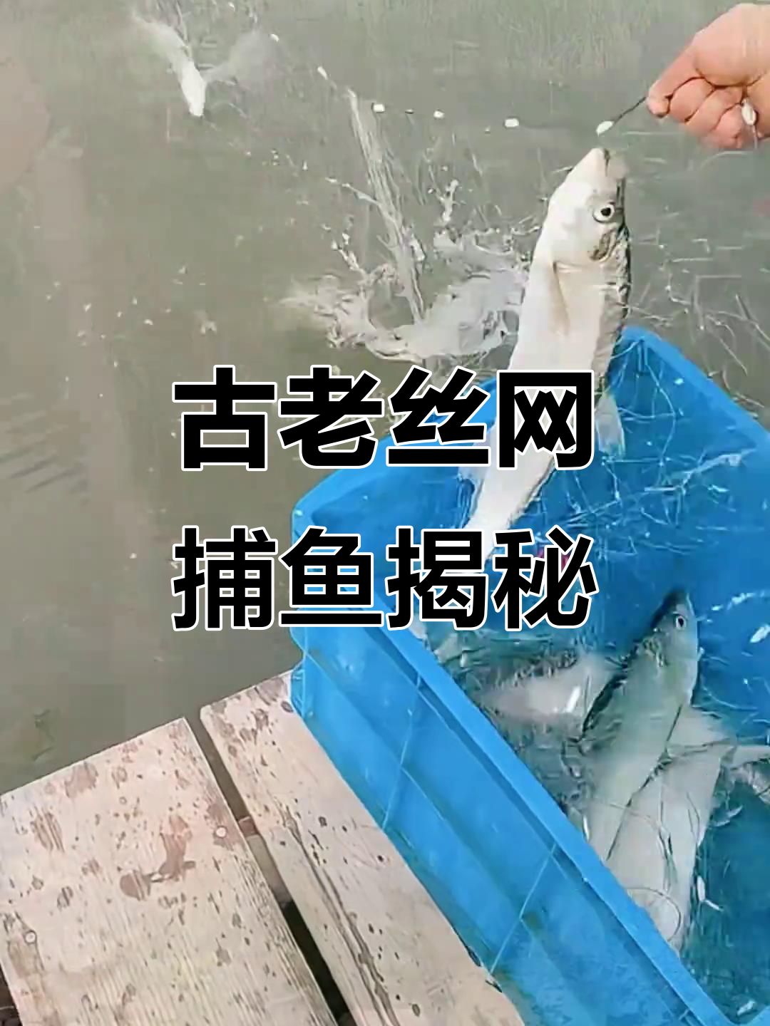 丝网捕鱼的原理与技巧,如何避免违法