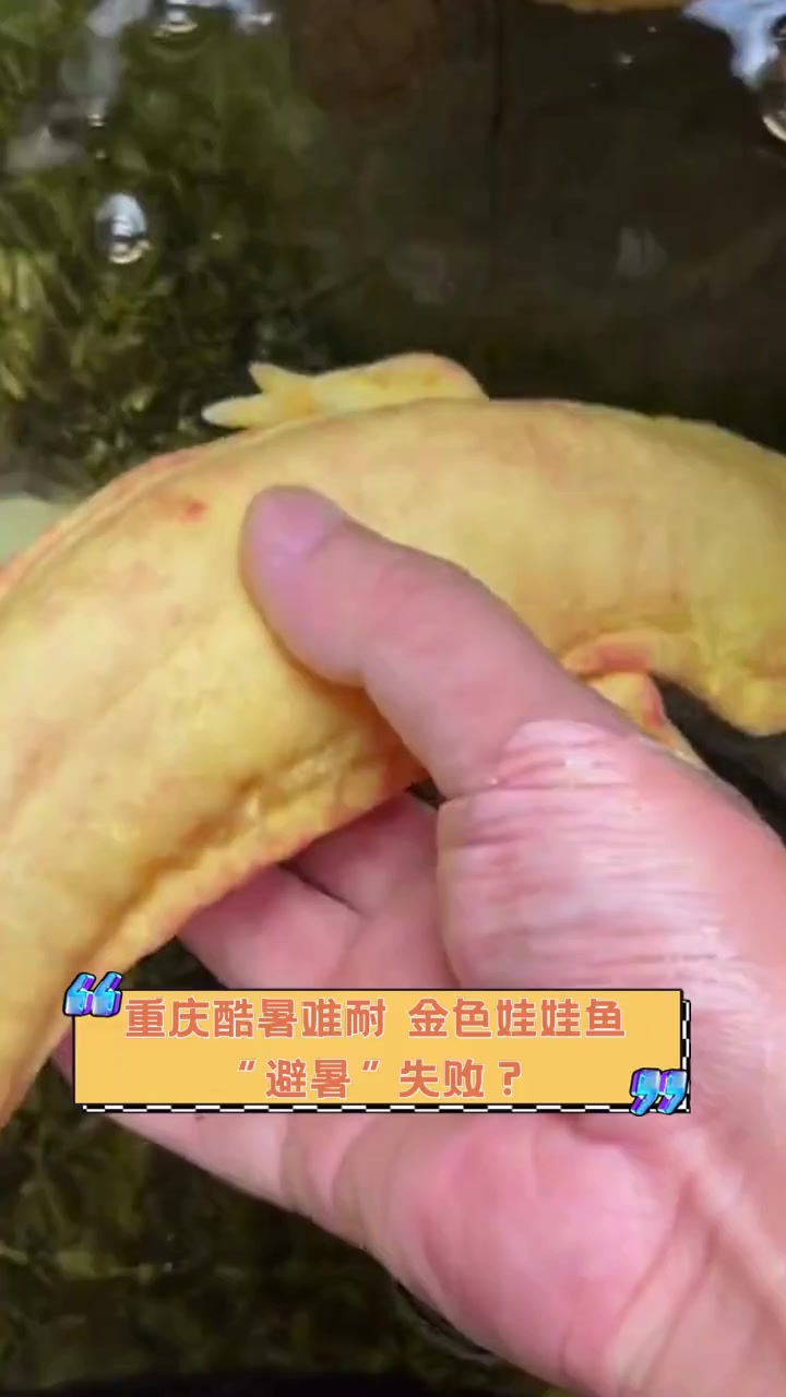重庆酷暑难耐,金色娃娃鱼“避暑”失败?