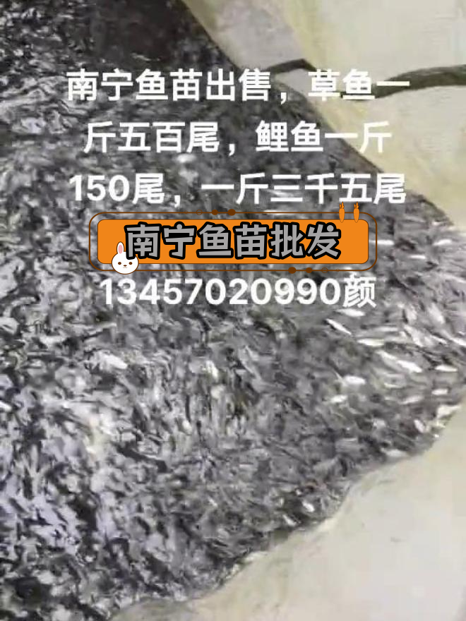 南宁鱼苗批发市场