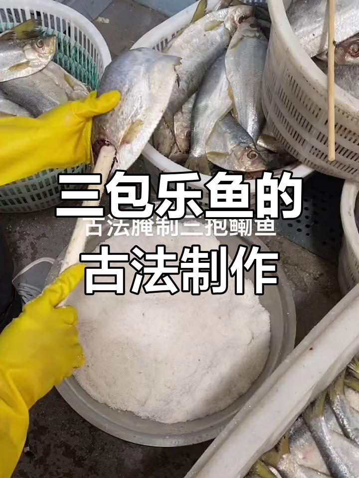 传统三抱鳓鱼腌制技艺,盐分渗透每一寸鱼肉