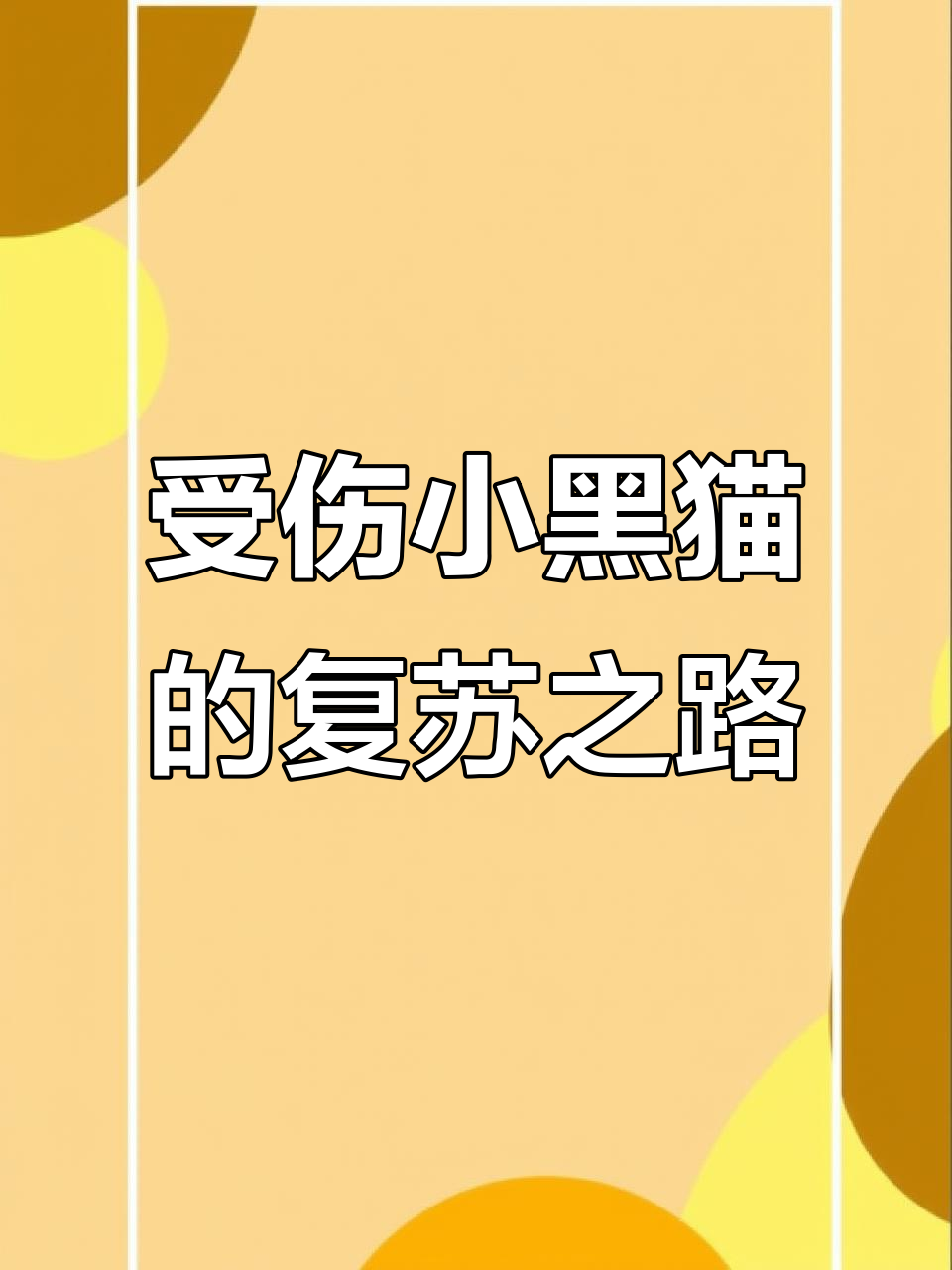 小黑猫从昏迷到恢复,斗鸡眼眼神充满智慧
