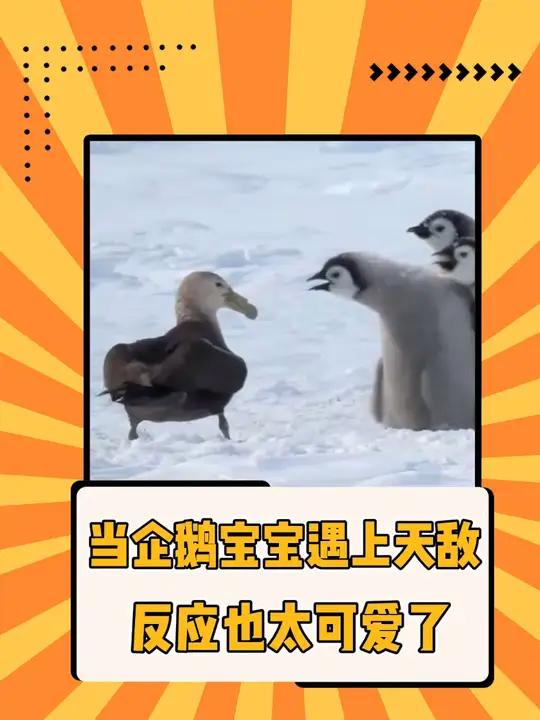 “哈哈哈哈,阿德利企鹅真的太好玩了!” 搞笑 动物 企鹅