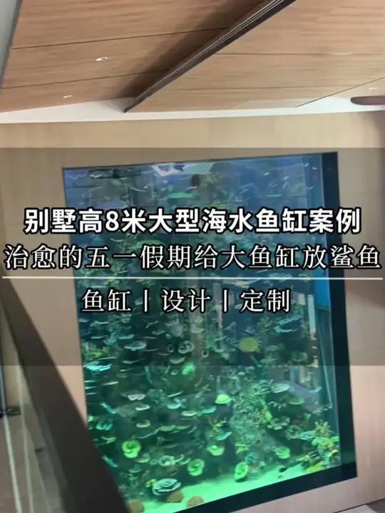 治愈的五一假期,给别墅高8米的大型鱼缸放了一条鲨鱼