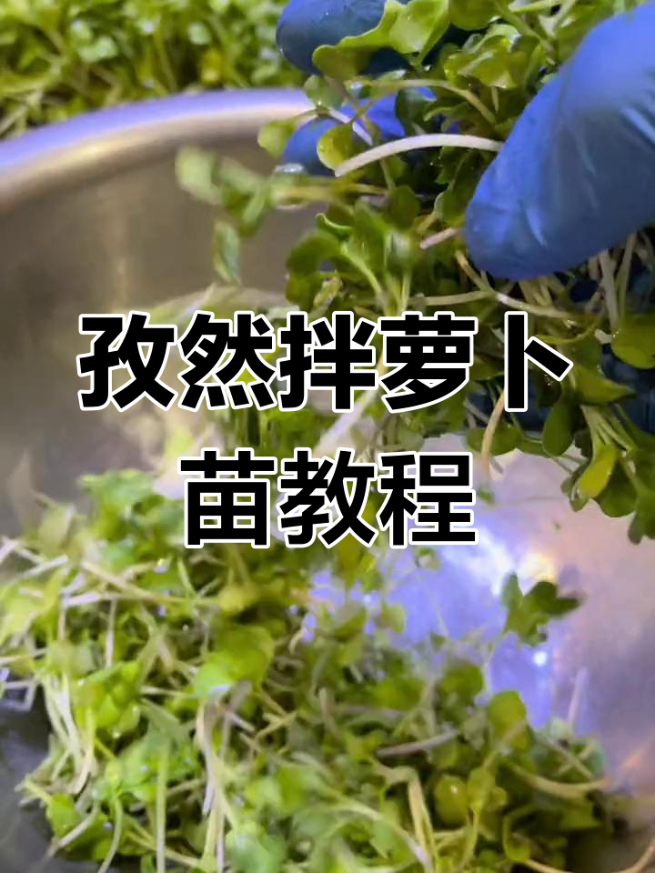 轻松做孜然拌萝卜苗,清爽又美味