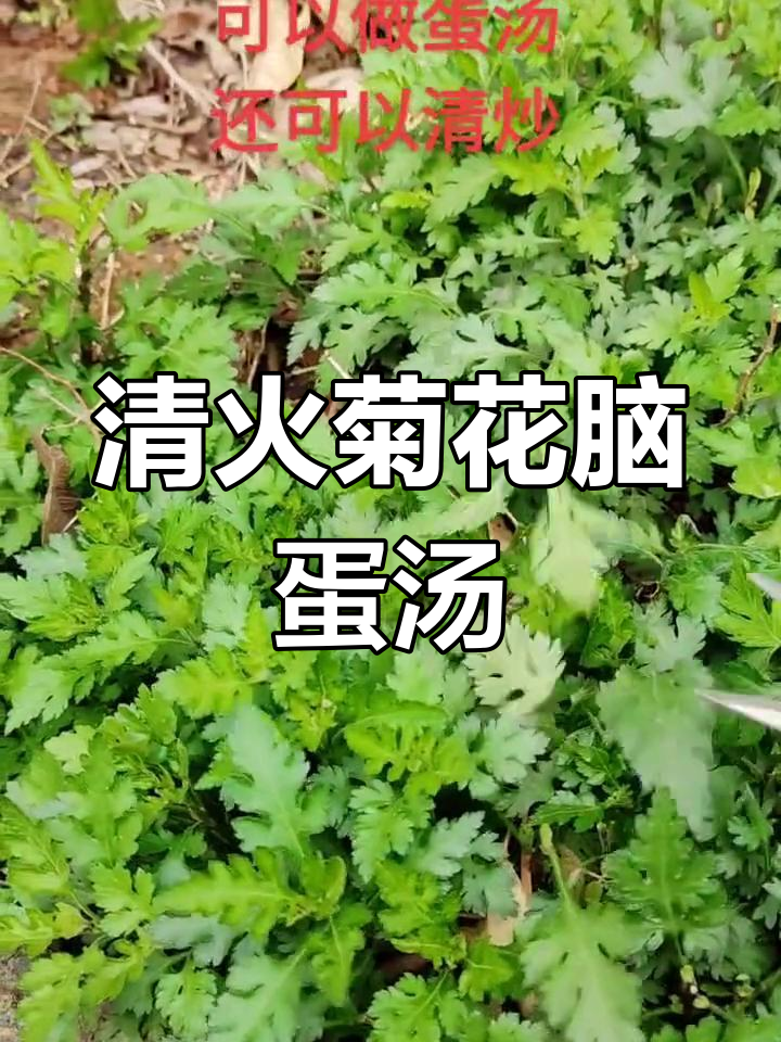 菊花脑清火汤,南京人爱喝的美味