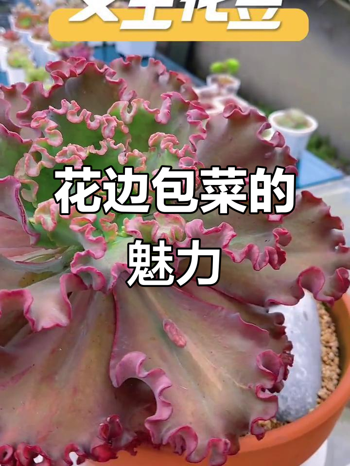 蕾丝花边包菜,你喜欢吗?