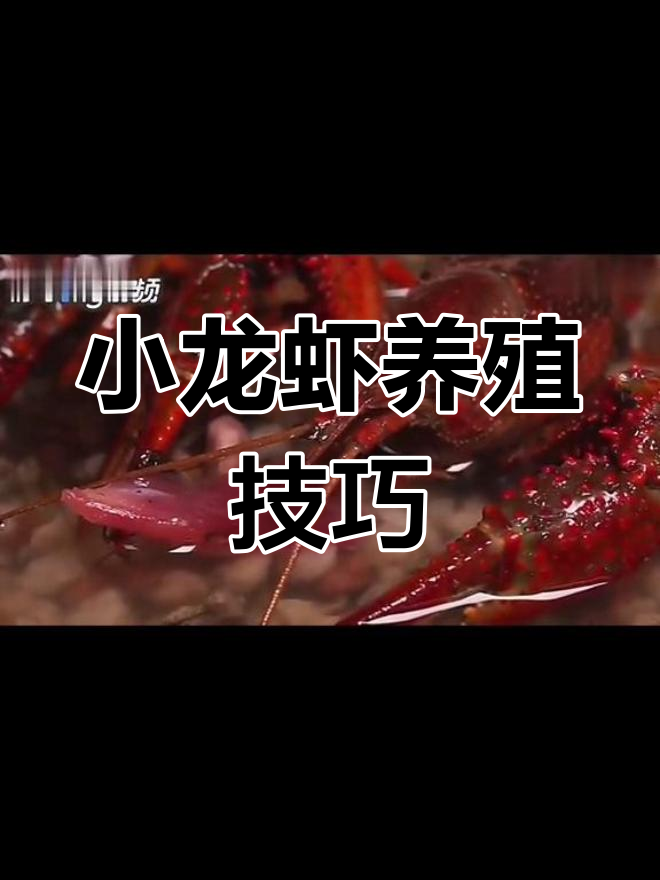 如何正确饲养小龙虾