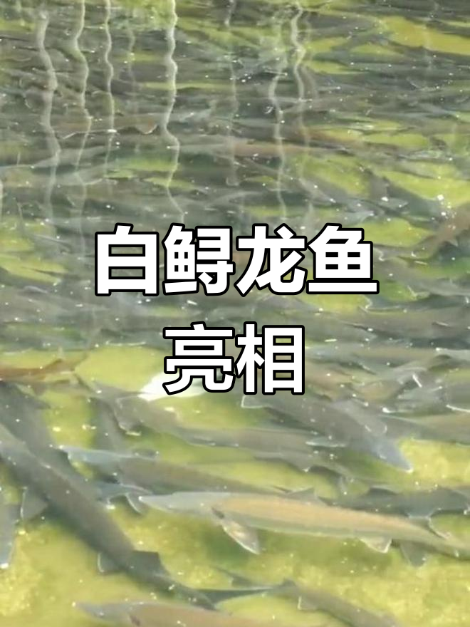 白色鲟龙鱼现身,美丽又神秘