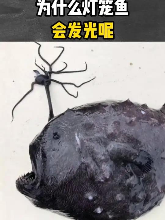 为什么灯笼鱼会发光呢