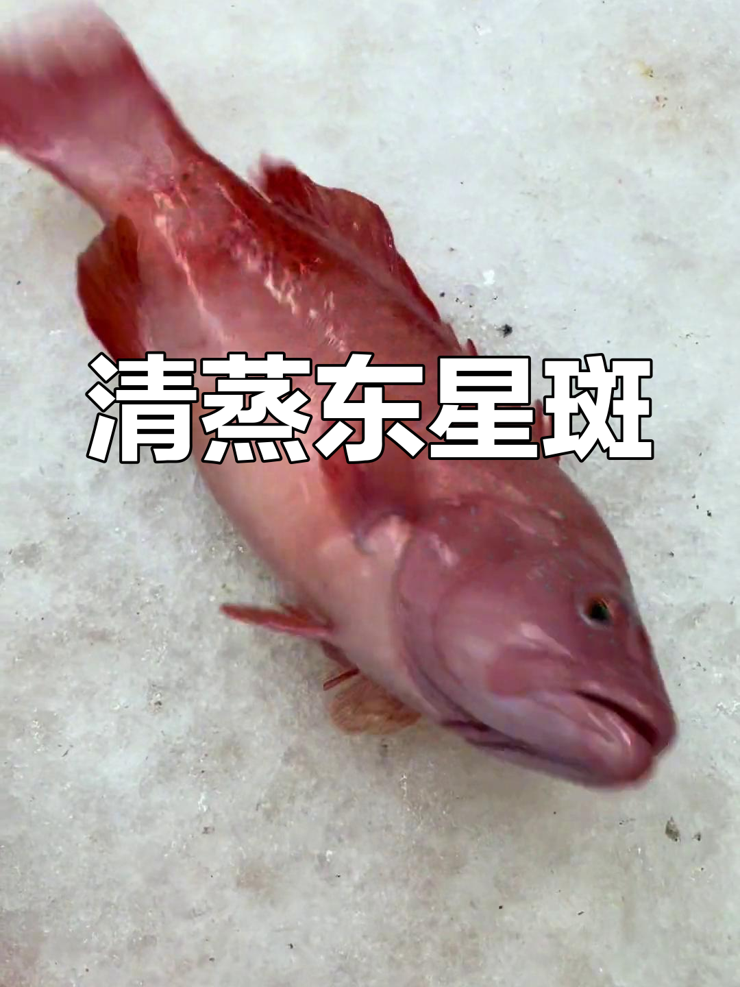 水中贵族石斑鱼,清蒸东星斑做法